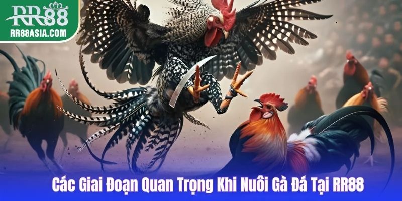 Các giai đoạn quan trọng khi nuôi gà đá tại RR88